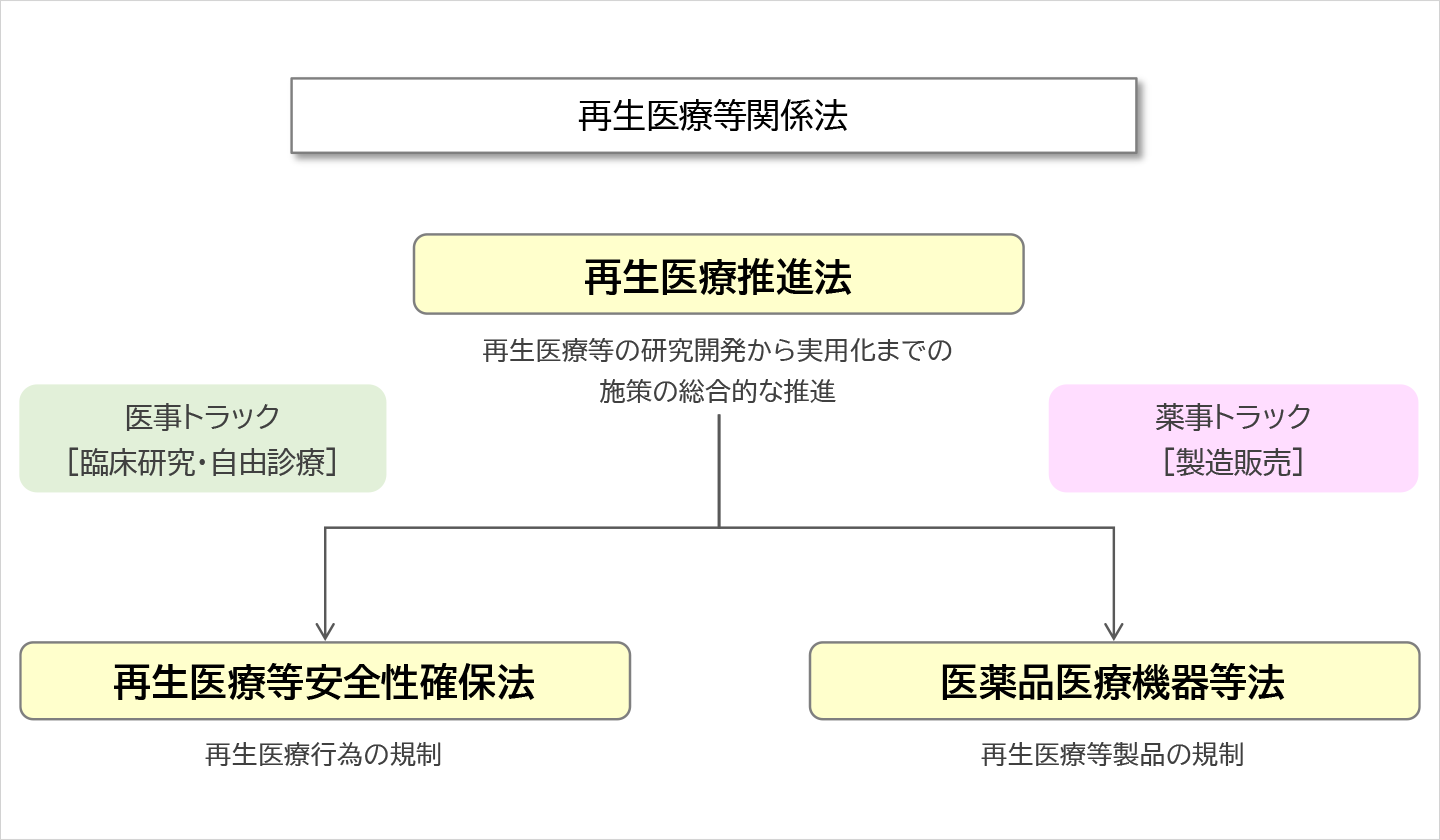 再生医療等に関する規制の枠組み