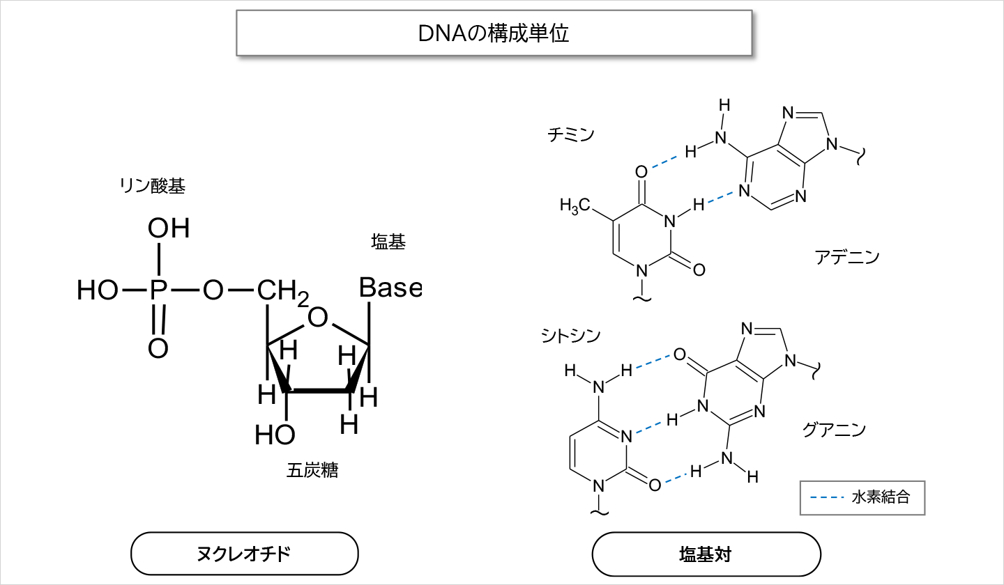 DNAの構成単位（ヌクレオチド・塩基）
