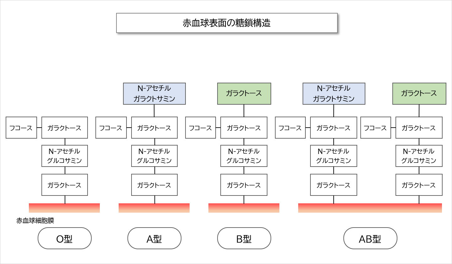 赤血球表面の糖鎖構造