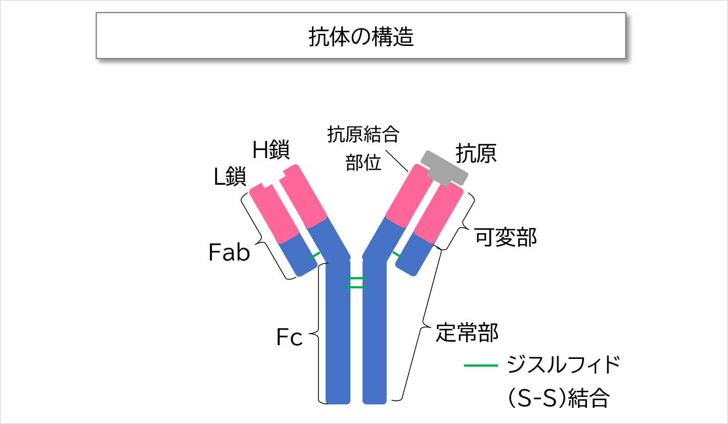 抗体の構造